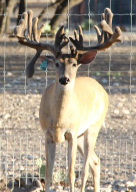 Manage insects that threaten healthy deer with EHD and Blue Tongue